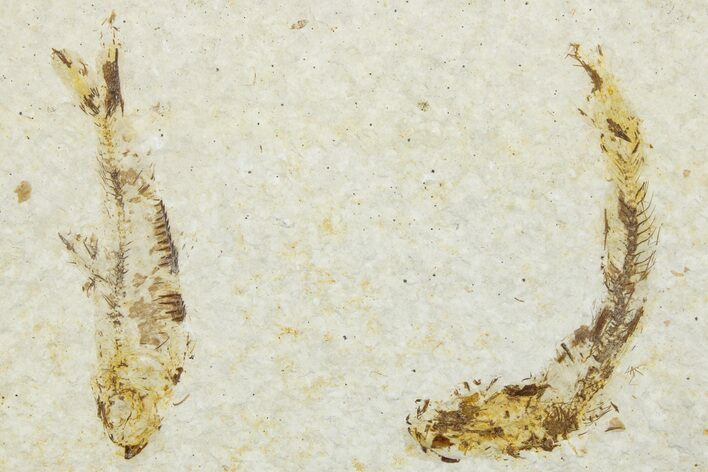 Plate of Two Fossil Fish (Knightia) - Wyoming #295661